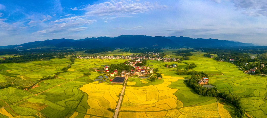 风吹稻香香满面东安端桥铺镇乡村摄影大赛收官