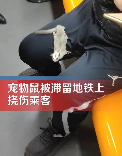 地铁出现宠物鼠挠伤乘客