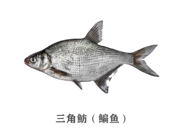 如何送鱼儿健康"回家"?正确打开方式来了_腾讯新闻