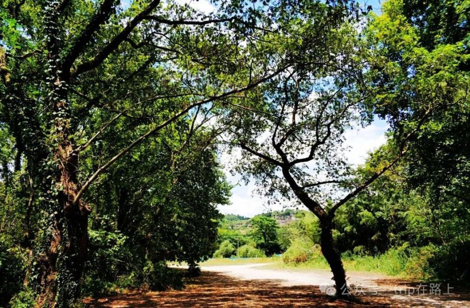 宁波版"绿野仙踪",太美了,在这里赏景,人生就不"卷"了