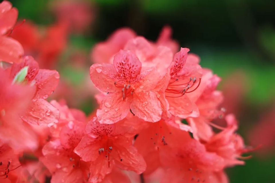 来呀~来丹东看杜鹃花呀