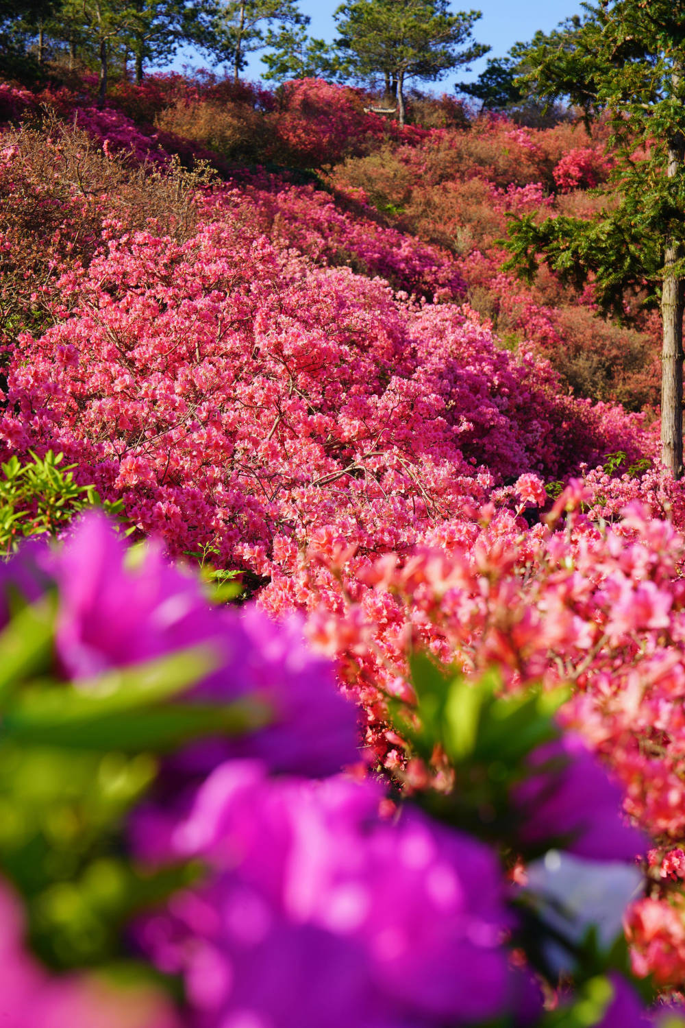 杜鹃花图片真实图片