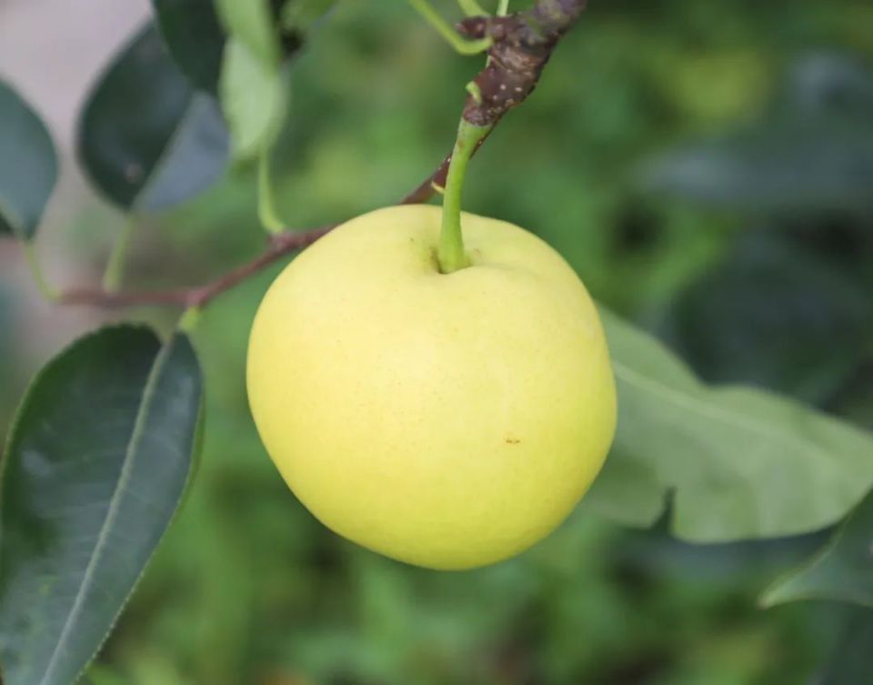 快来兴文摘梨子咯