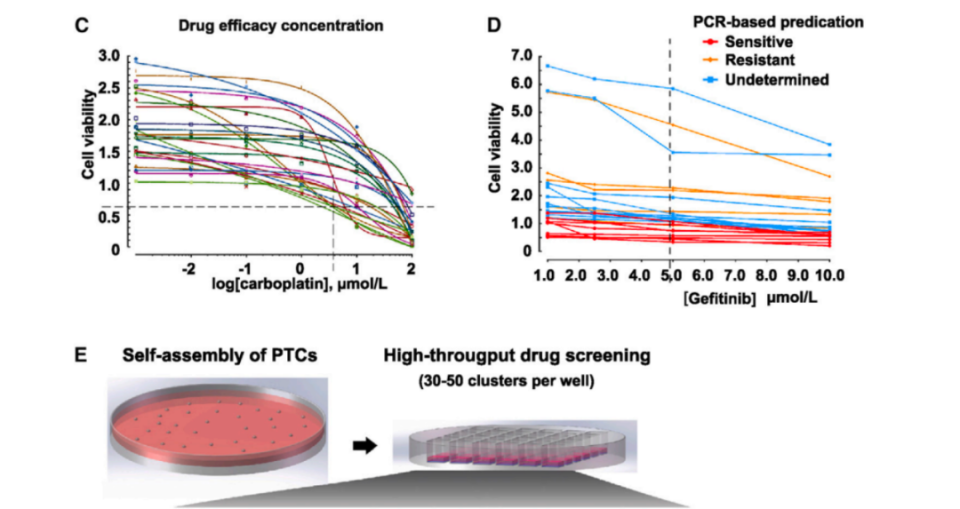 《细胞》子刊：北大/上海交大团队发现，微肿瘤PTC模型可准确预测肺癌患者对药物的反应！_腾讯新闻