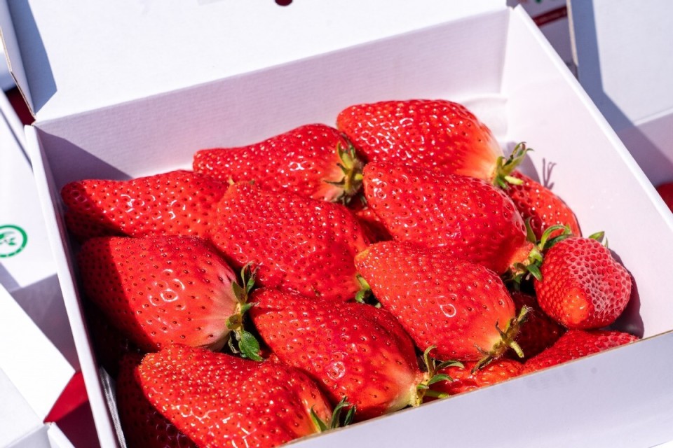 在西海岸遇见莓好大场镇草莓节开幕打造农文旅融合新样板