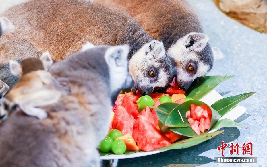 武汉:动物"粽"享端午