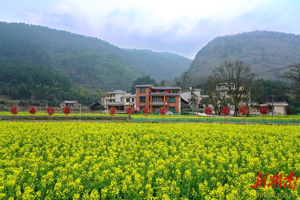 茅坪镇:田畴沃野织锦绣 "农"墨重彩著华章_腾讯新闻