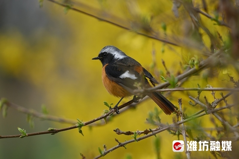 追鸟| 时尚"火燕"在线"吃播",好萌!_腾讯新闻