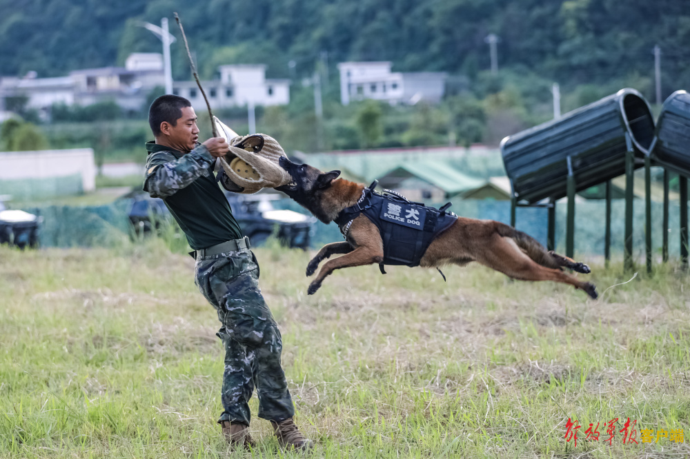 解放军军犬图片