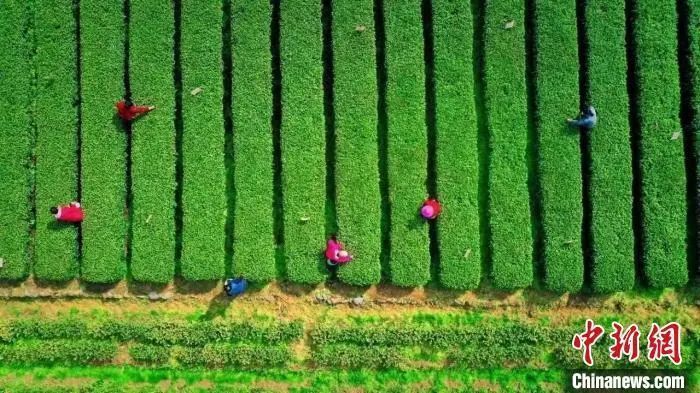 为什么宁静贴片这么贵聚焦浙里：中新社浙江新闻周报_https://www.jmylbn.com_新闻资讯_第13张