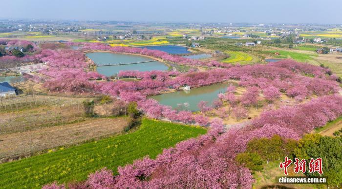 湖北枝江：繁花引客入村来_腾讯新闻