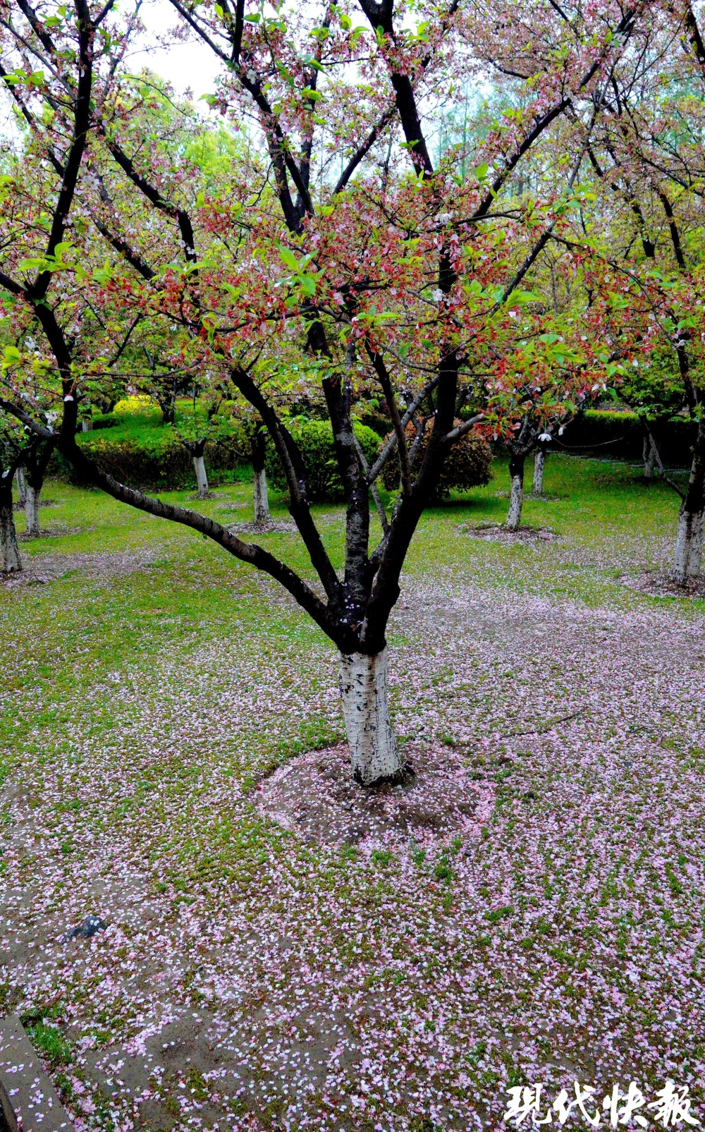 树上的樱花还在陆陆续续地飘落,轻轻的,薄薄的,宛如雪花,看起来极其