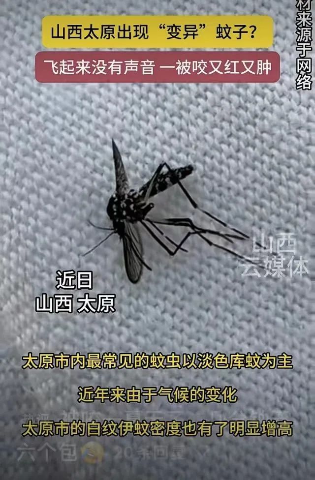 太原现"变异"蚊子:无声叮咬 特别猛烈