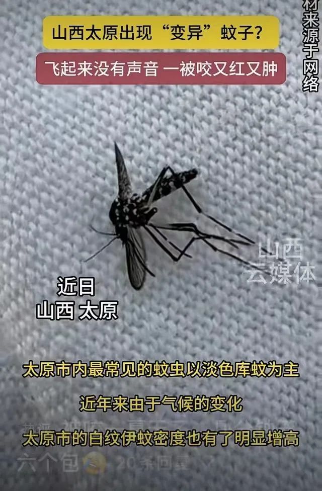 中国变异蚊子图片