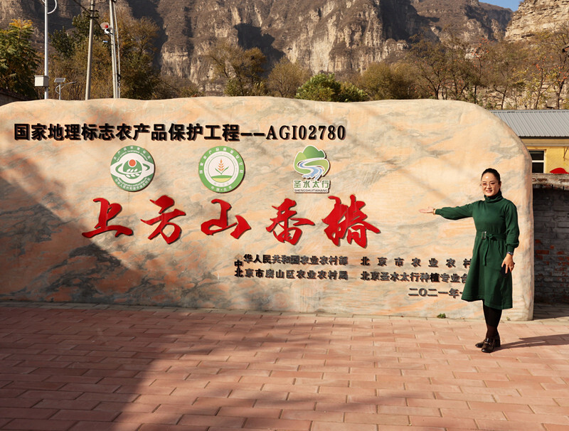 走进房山区韩村河镇圣水峪村,油亮亮的,香嫩嫩的香椿芽在春光的照拂下