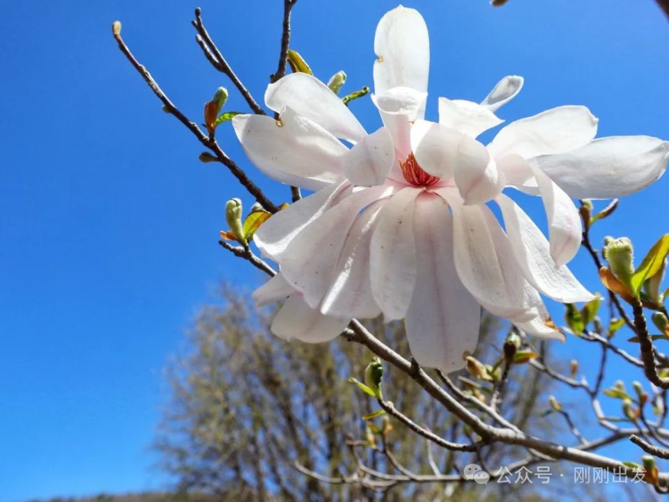 大连龙王塘樱花园花期正盛,快来打卡