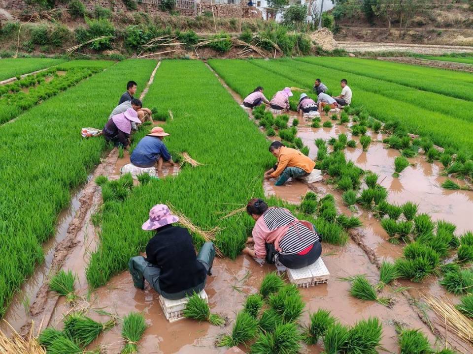 栽秧了四川会东县姜州镇初夏播种忙