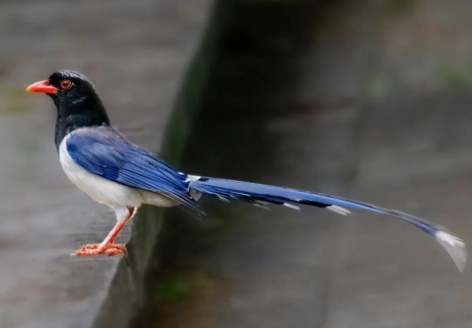 (学名:urocissa erythroryncha)红嘴蓝鹊,俗称"蛇喜鹊""长尾鹊"湘潭