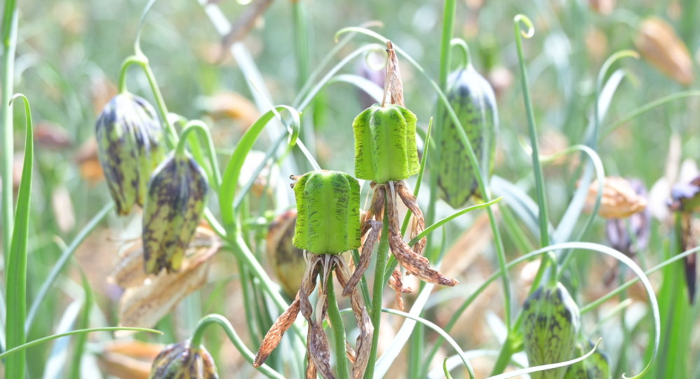 色达贝母花开幸福来