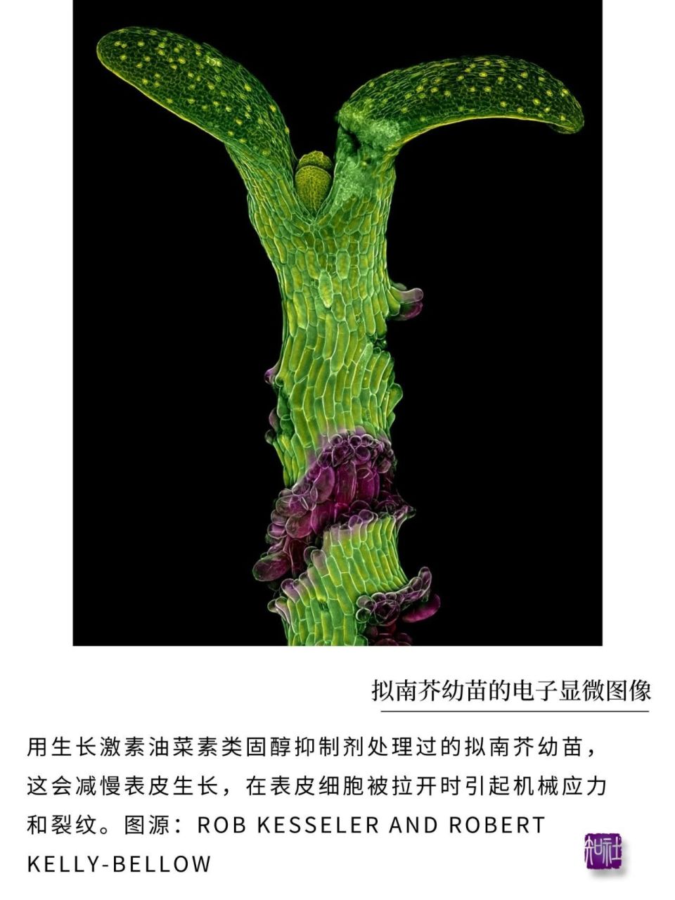 擬南芥幼苗的電子顯微圖像3.最年輕的化石標本2.