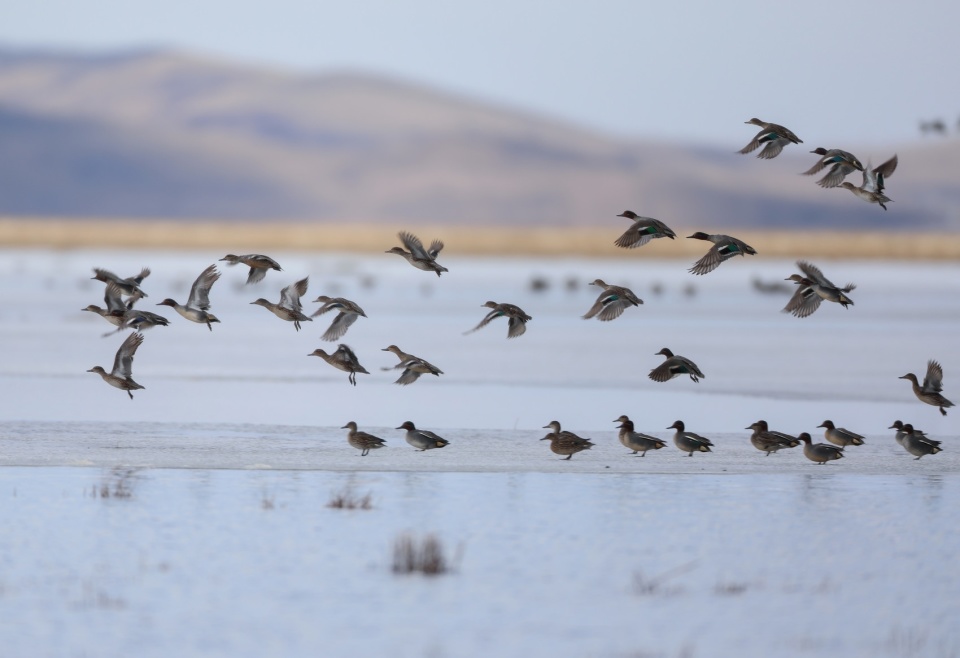 c视频丨新增7种今春若尔盖湿地花湖区域已记录鸟类30种