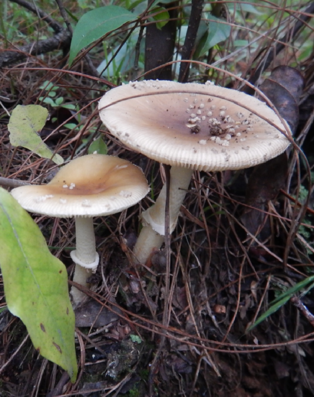 "芝麻菌"可能也有毒!_腾讯新闻