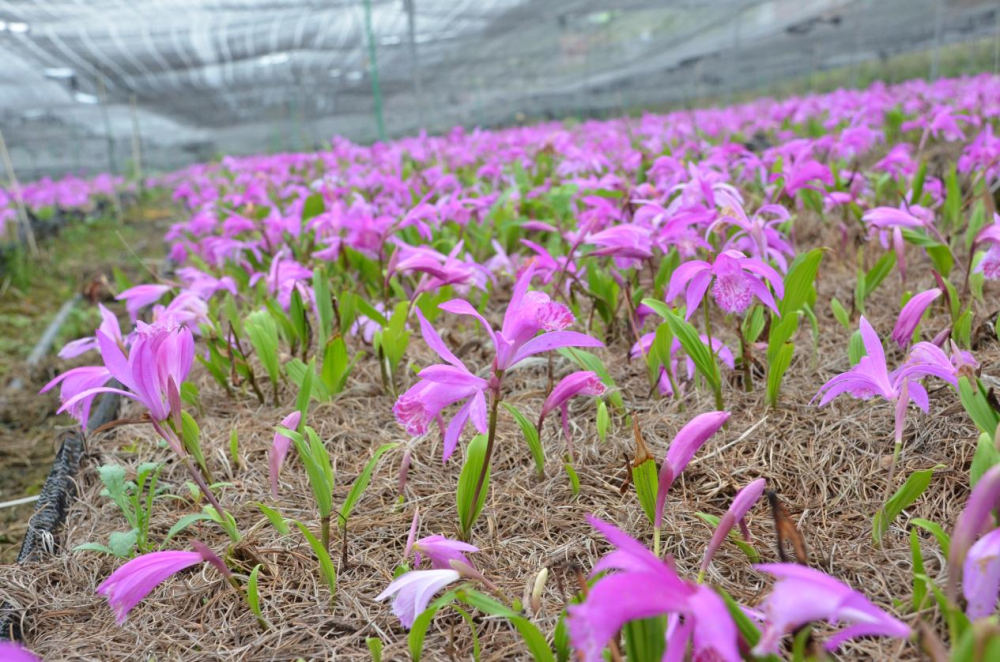 我和我的村庄|与独蒜兰"共舞",梦想可以在家乡_腾讯新闻