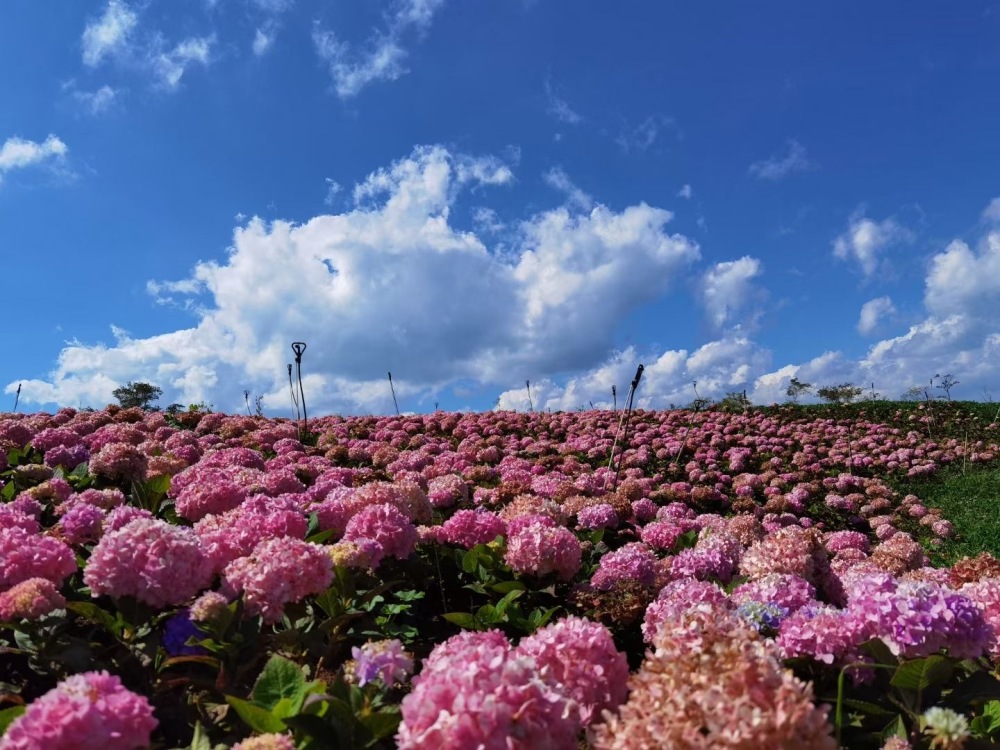 2023年4月28日至29日雲南省氣部分風景區天氣預報_騰訊新聞