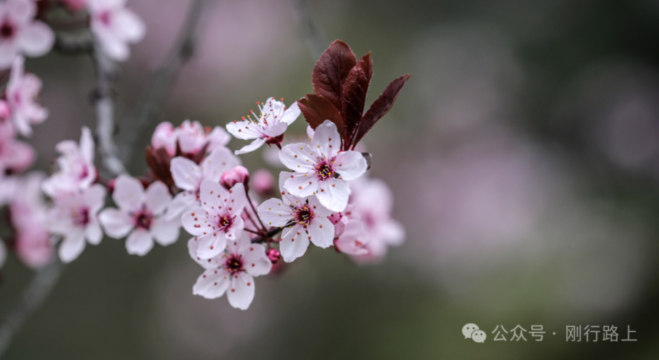 广州出发2月赏花地图 ｜ 避开人潮，探秘早春第一波限定花海！