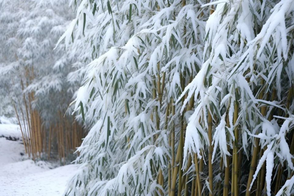 翠竹从来不惧寒，严冬之时迎风雪_腾讯新闻