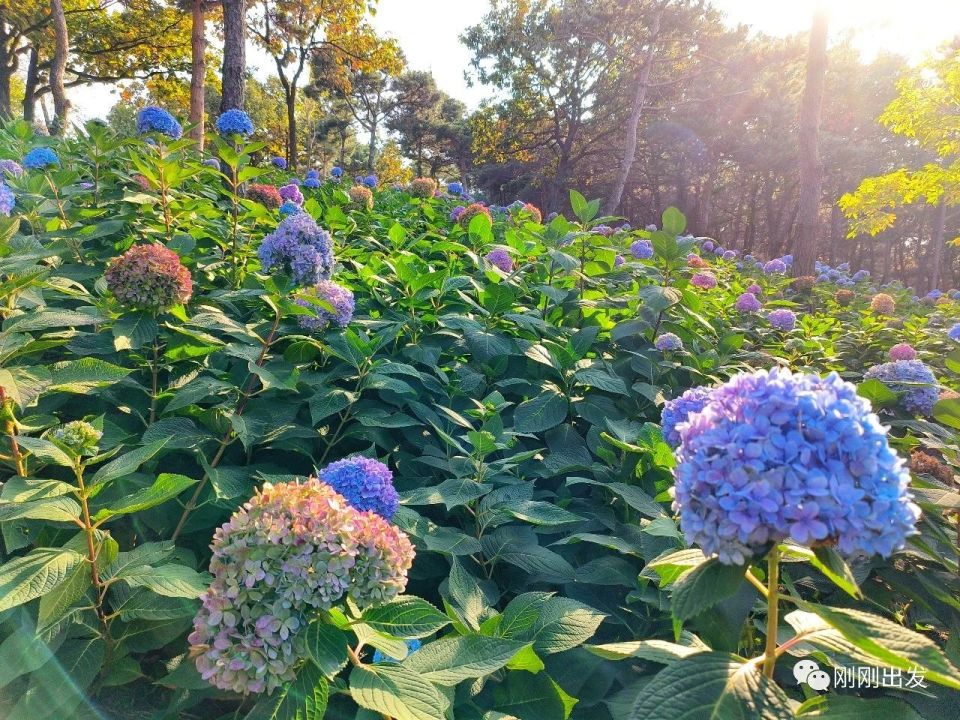 大连英歌石植物园图片图片