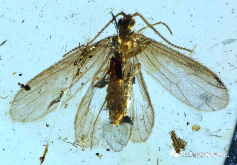 入了琥珀这个"坑",我才发现地球上曾经存在过这么奇特的生物 | 王博