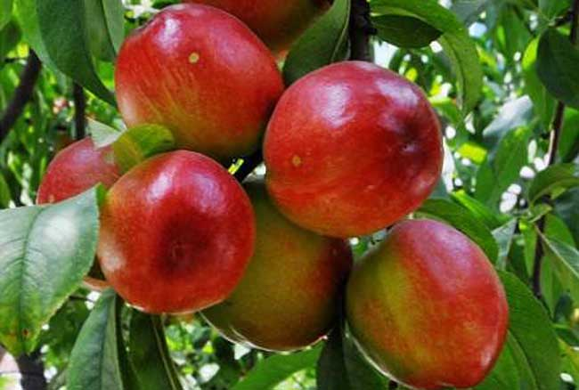 会东县鲹鱼河镇笔落村有机种植的油桃能直接触动你的味蕾~"桃"你欢心