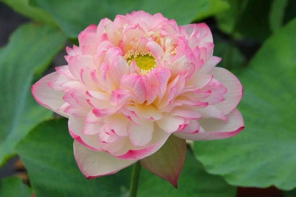 临近荷花季,你知道西湖里有多少种荷花吗?