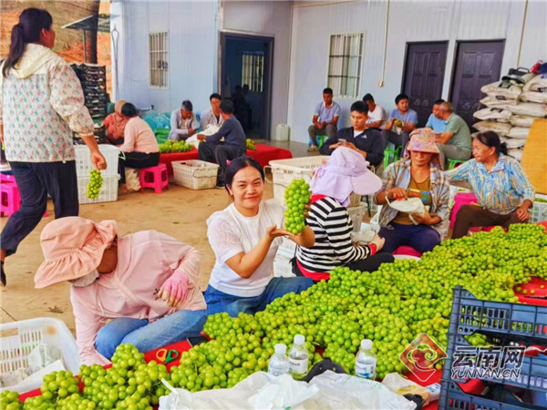 2024·芒种|麦熟果香 云南"三夏"忙种又忙收