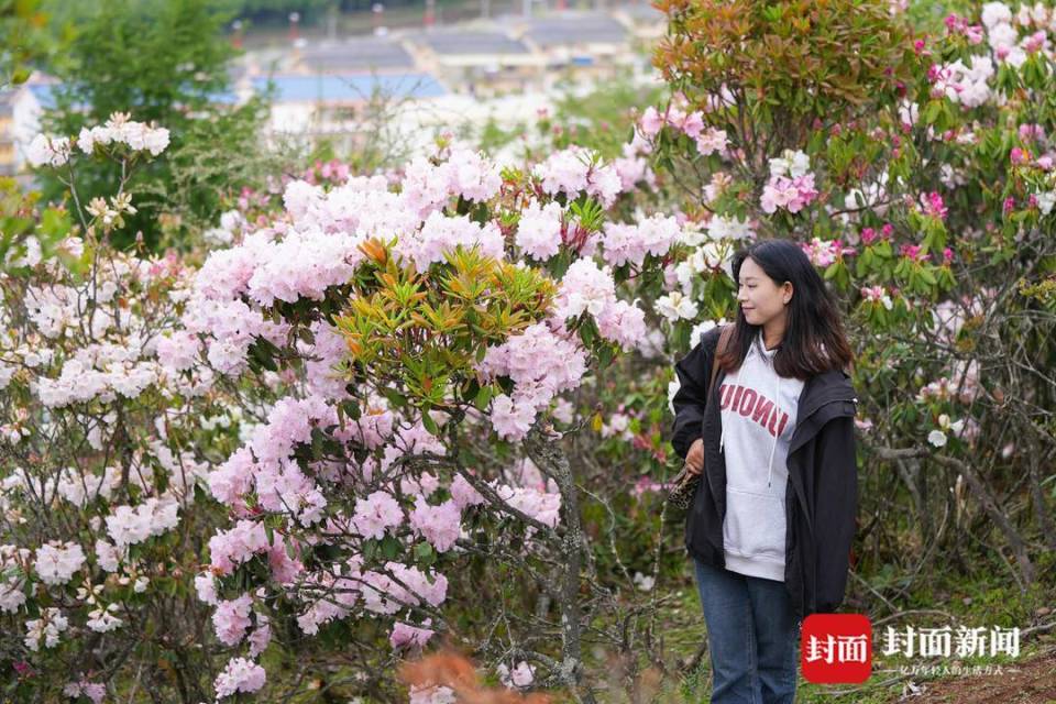 四川凉山金阳县10万亩索玛花进入盛花期丨图集