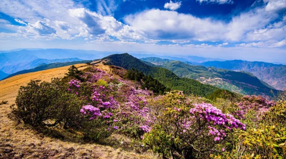 走进大姚小百草岭,赏多彩梦幻的杜鹃花海_腾讯新闻
