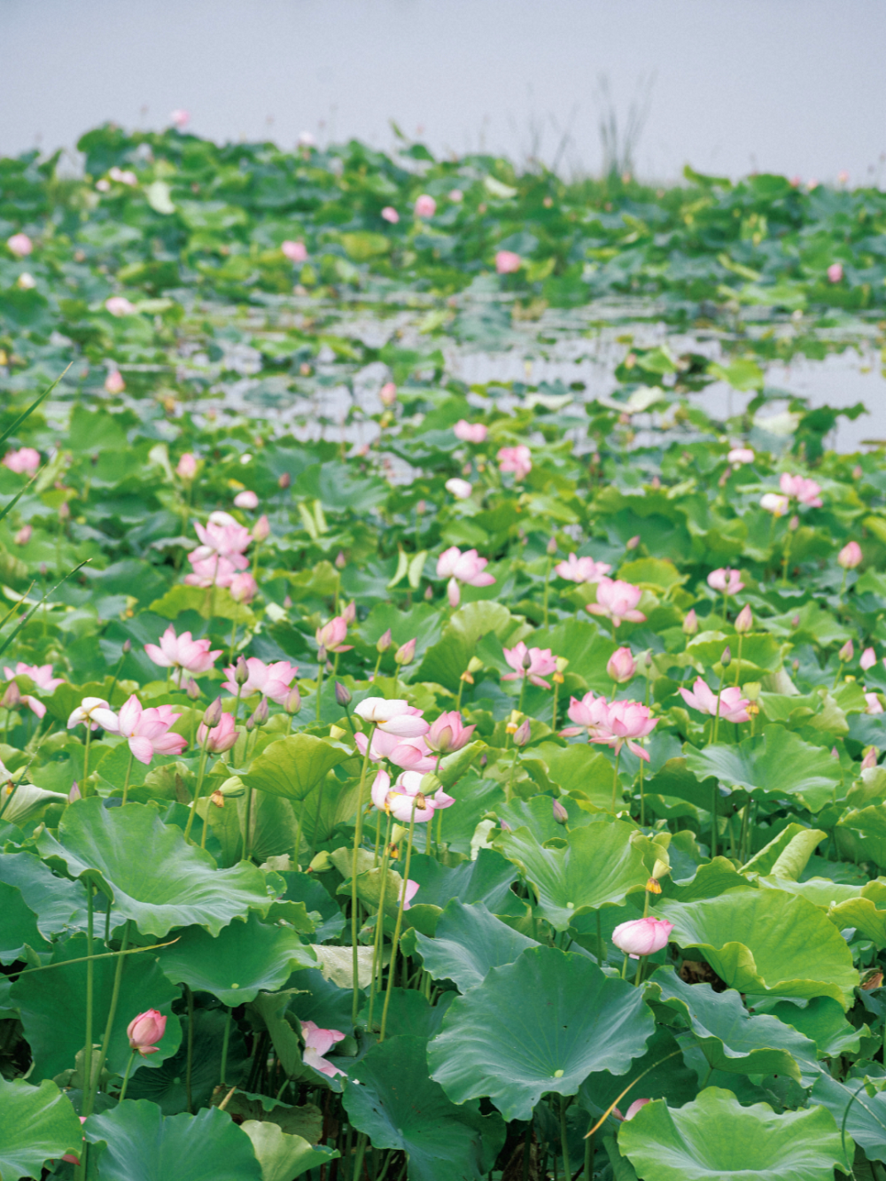荷花满堂,蒙自的夏天真的来了
