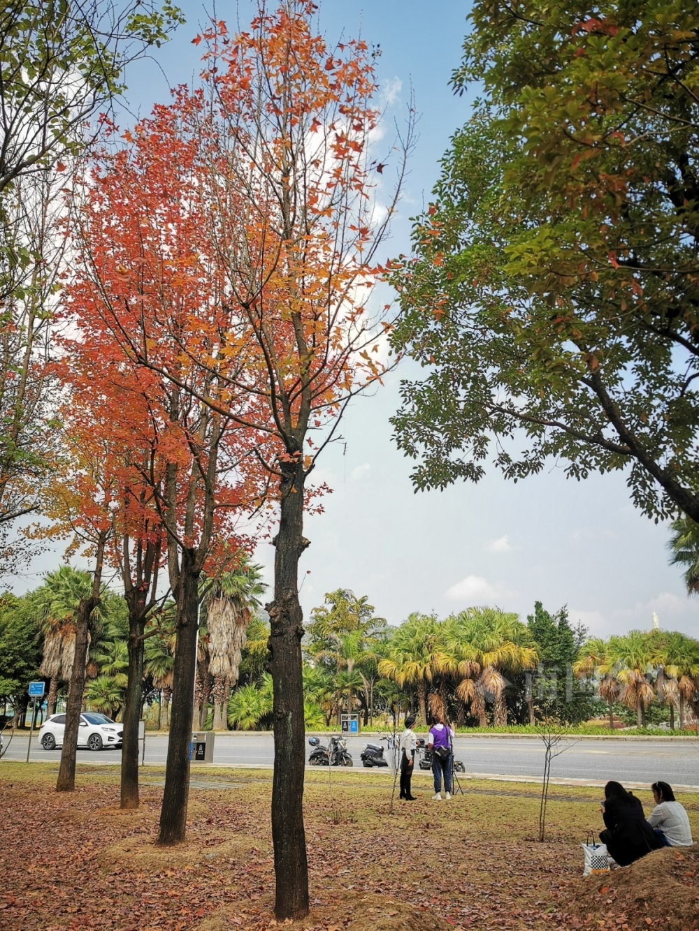 柳州这处的枫香树红了-腾讯新闻