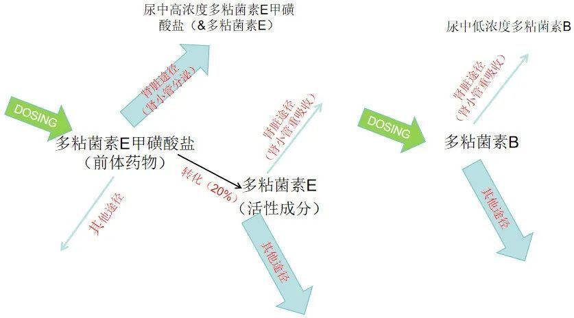 多粘菌素 b 和 e 有何区别?临床上如何选择?