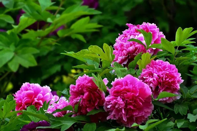 所以武则天对牡丹有特殊的喜爱之情,先后把牡丹引种到了洛阳和长安