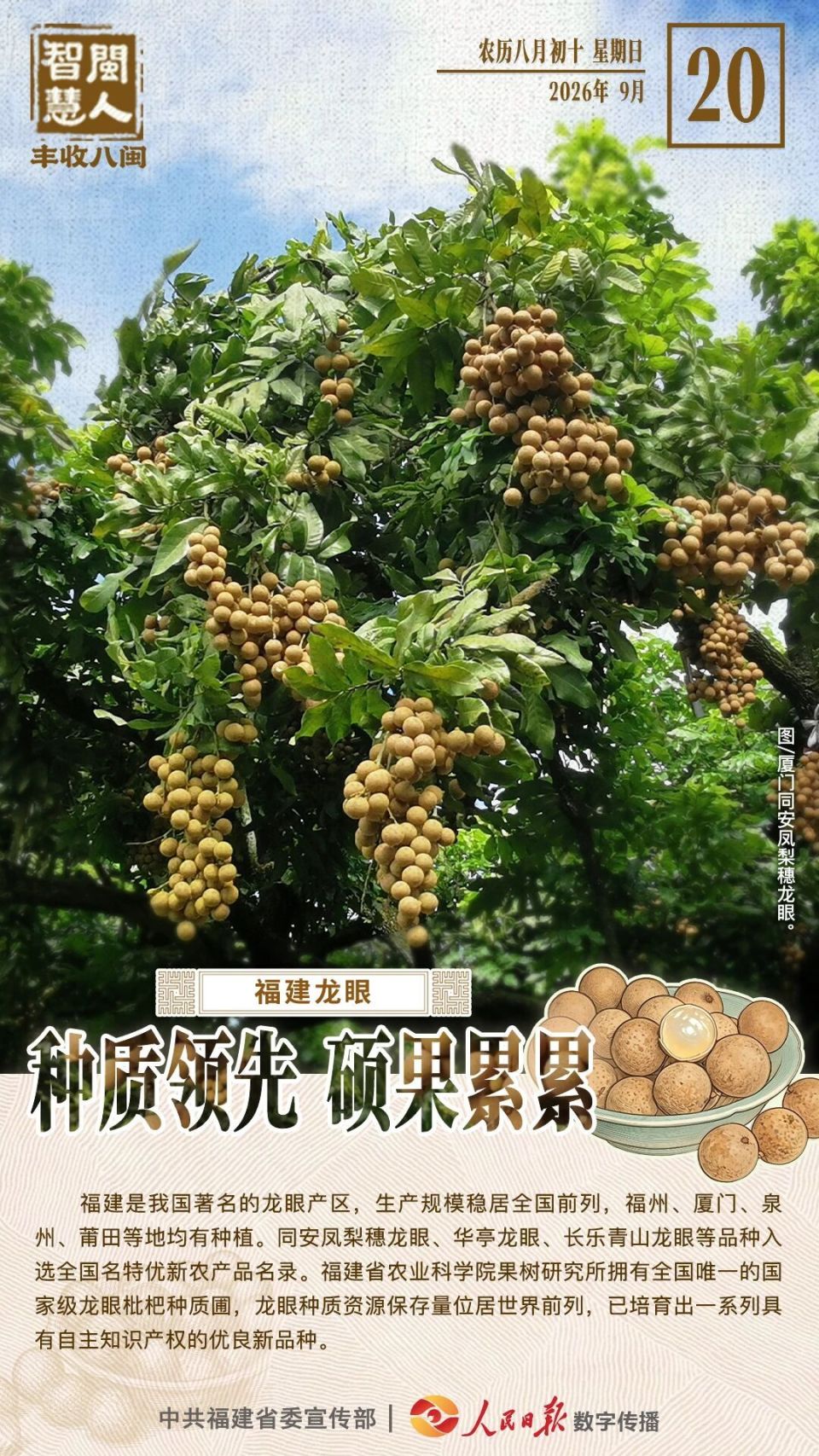 闽人智慧丨福建龙眼：种质领先，硕果累累_腾讯新闻