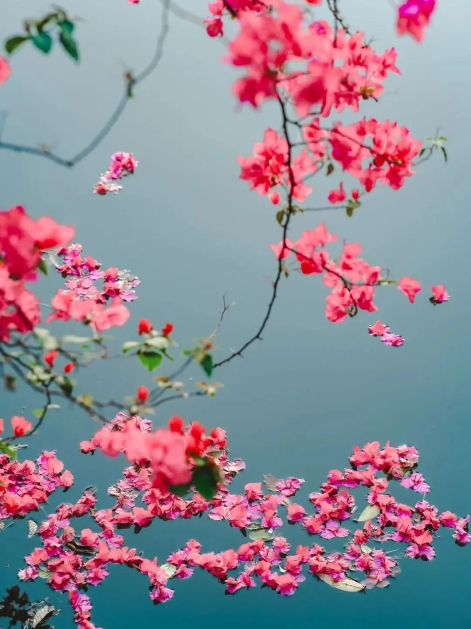 梦幻唯美!200米三角梅瀑布花海,超出片!