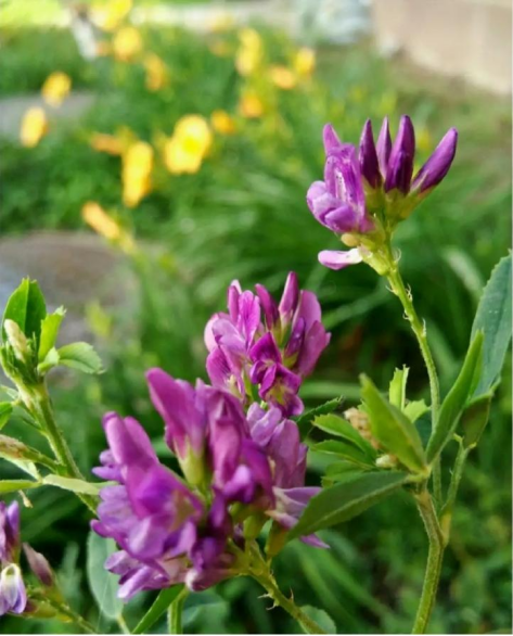 作物的故事 | 苜蓿随天马_腾讯新闻