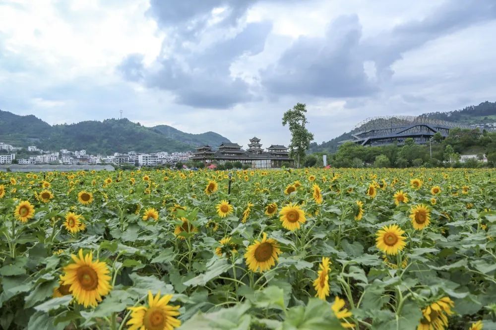 凯里舟溪的向日葵花海开好了!走～_腾讯新闻