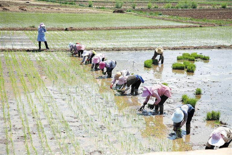 会泽县各地抢抓农时——水稻插秧忙  劳作画卷美