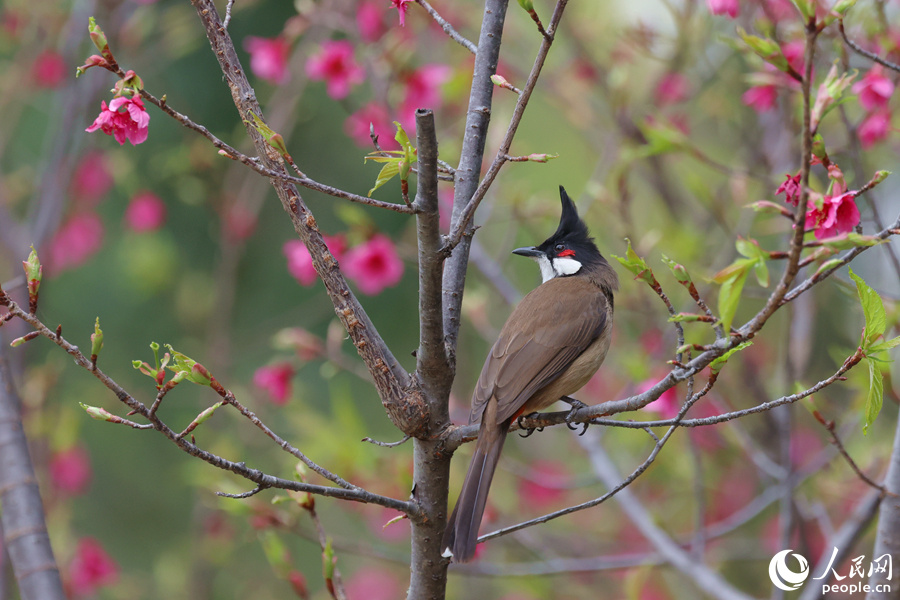 厦门:绯樱上红妆 秀鸟报春来_腾讯新闻