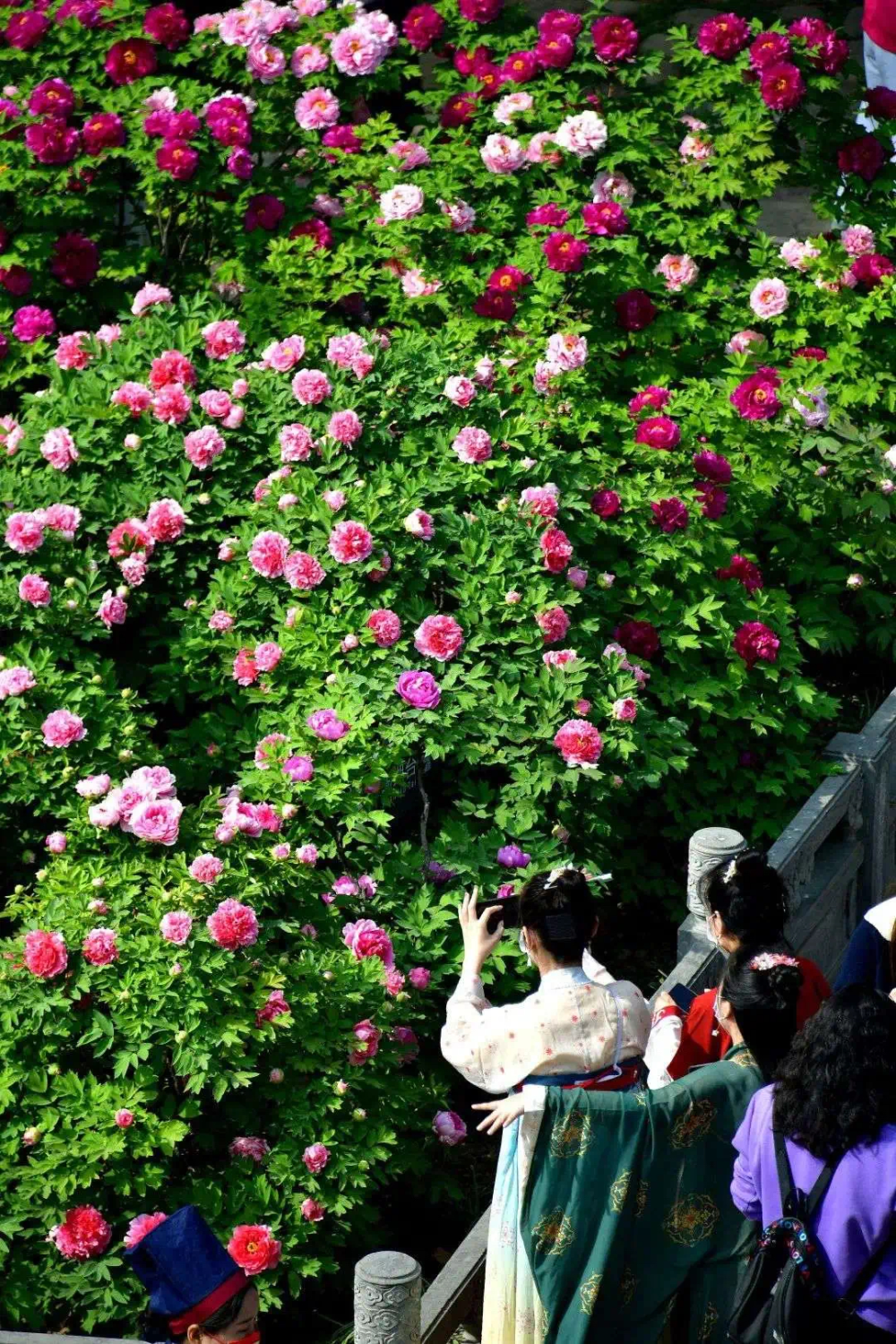 群芳是牡丹营业时间:6:00-21:00票价:50元(含花会票,动物园门票)地点
