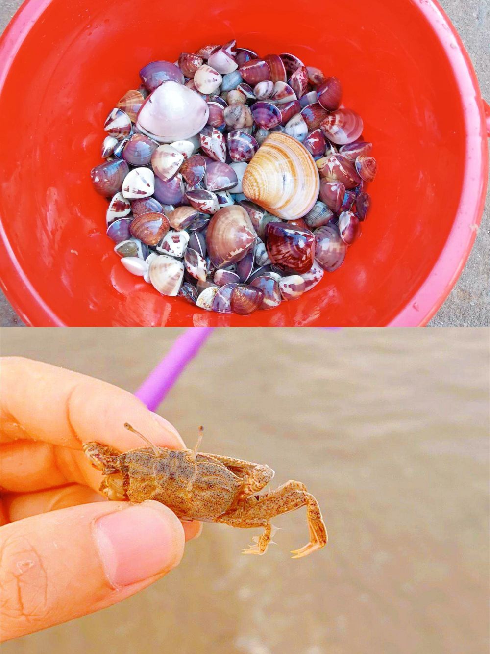 气温逐渐回温快来日照赶海来啦