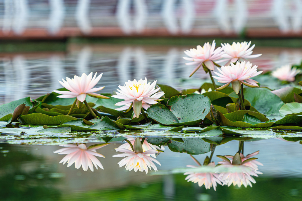 宜章县:睡莲"醒"来夏成诗